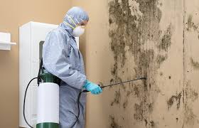 Why You Should Choose Our Mold Remediation Services in Mulberry, IN